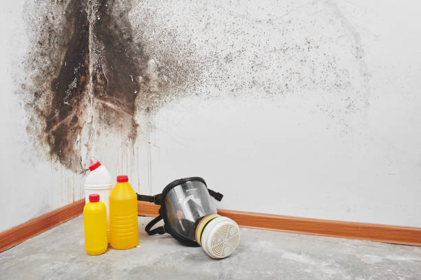 Best Commercial Mold Remediation in Nowthen, MN