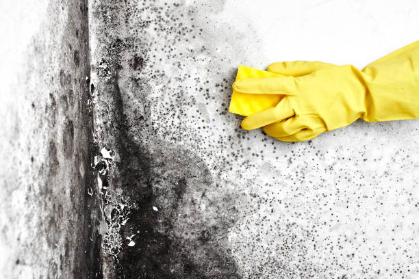 Best Residential Mold Remediation in Nowthen, MN