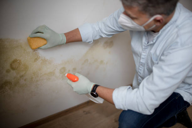 Best Attic Mold Remediation in Nowthen, MN