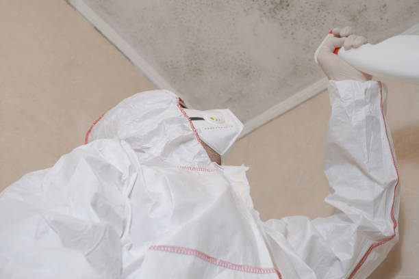 Best Preventive Mold Services in Nowthen, MN