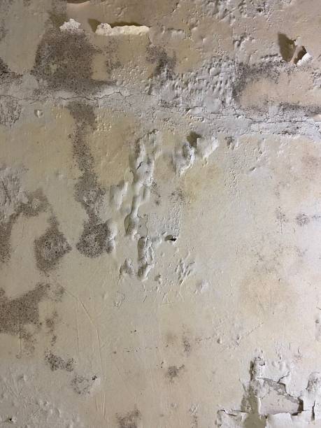 Best Insurance-Related Mold Remediation in Nowthen, MN