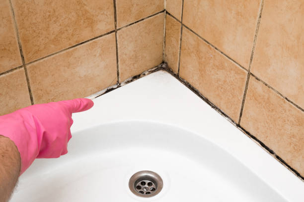 Best Post-Flood Mold Remediation in Nowthen, MN