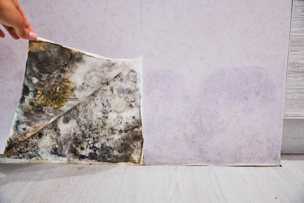 Best Mold Remediation for Schools in Nowthen, MN